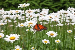 marthas-vineyard-hotel-gallery-10