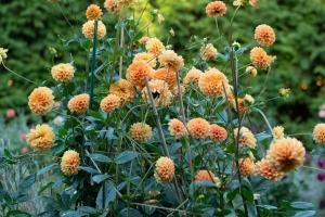 Caitlin-Jonah_Ceremony-0315-copy