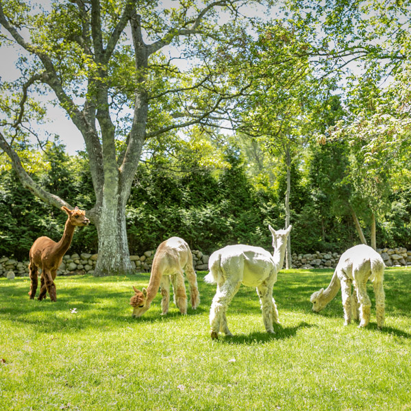 martha's vineyard hotel - resort amenities alpaca