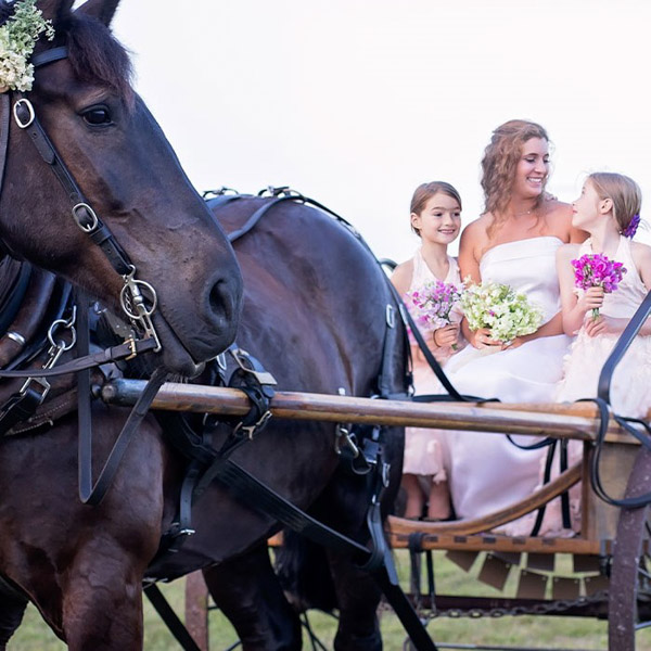 wedding bride on horse cart on martha's vineyard